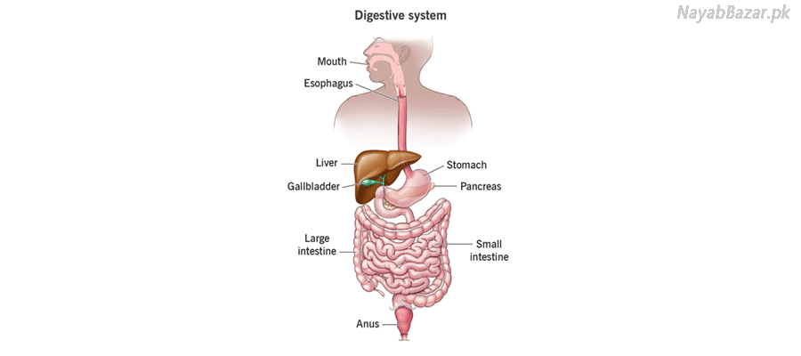 Digestive Health