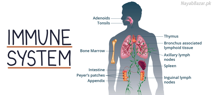 Immune Support
